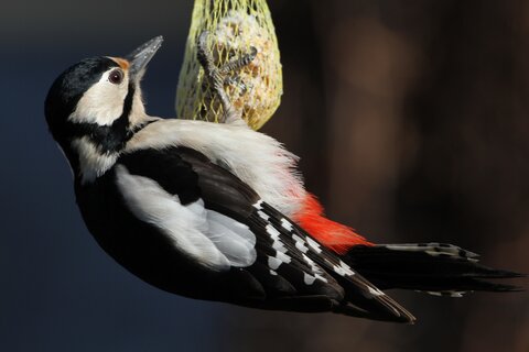 Buntspecht (Weibchen) | © Hans-Joachim Fünfstück / piclease