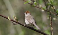 Mönchsgrasmücke (Weibchen) | © Hans-Joachim Fünfstück / piclease