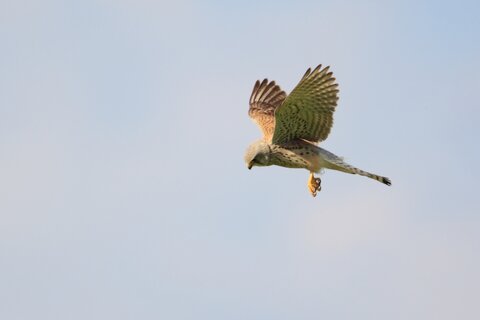 Rüttelflug Turmfalke | © Jörg Hemmer/piclease