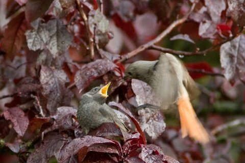 Jungvogelfütterung Hausrotschwanz | © Stefan Ott/piclease