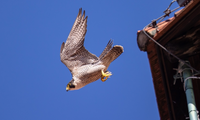 Wanderfalke im Flug  | © Daniel Karmann