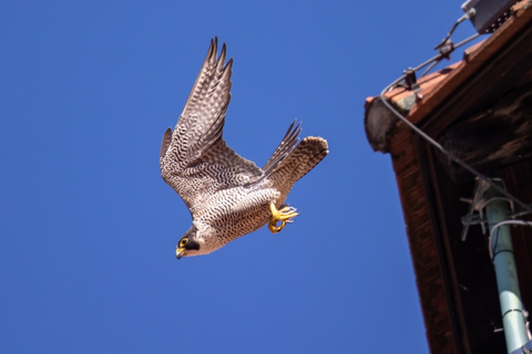 Wanderfalke im Flug  | © Daniel Karmann