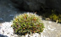 Grimmia pulvinata var. Pulvinata | © Wolfgang von Brackel