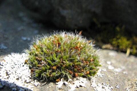 Grimmia pulvinata var. Pulvinata | © Wolfgang von Brackel