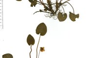 Kornblumen-Veilchen | © Herbarium Erlangense 