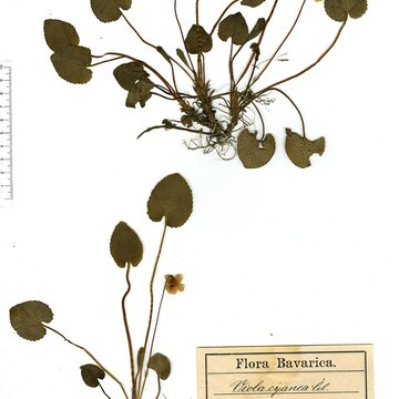 Kornblumen-Veilchen | © Herbarium Erlangense 