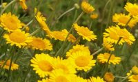 Blühende Köpfe der Färberkamille | © Antje Deepen-Wieczorek/piclease