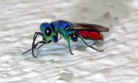 Blau und rot schillert der Körper der Gemeinen Goldwespe | © Leo Weltner / Kreis Nürnberger Entomologen