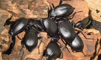 Gewölbte Totenkäfer auf Stein | © Leo Weltner / Kreis Nürnberger Entomologen
