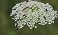 Insekten auf einer Wilden Möhre | © Dr. Stefan Böger / Regierung von Mittelfranken