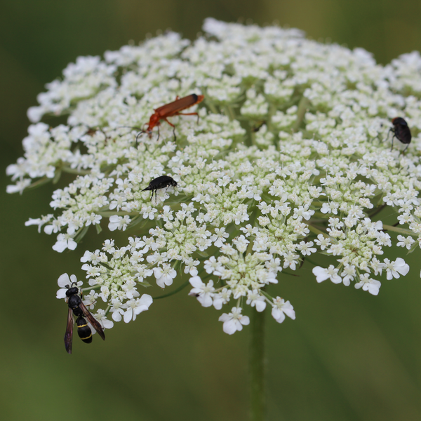 Insekten auf einer Wilden Möhre | &copy; Dr. Stefan Böger / Regierung von Mittelfranken