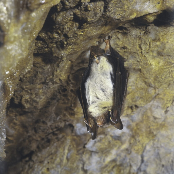 Großes Mausohr im Winterschlaf | © Reinhard Siegel / piclease