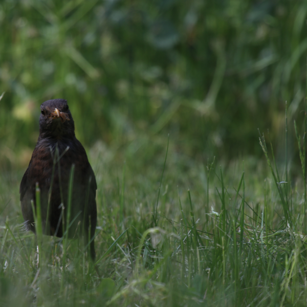 Amsel auf Nahrungssuche | &copy; Moritz Keil