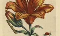 Studie von Maria Sibylla Merian mit Lilie und rotes Lilienhähnchen | © Studie von Maria Sibylla Merian:  Niedersächsische Staats- und Universitätsbibliothek Göttingen, GR 2 ZOOL VI, 2853 RARA, Abb. LXXI