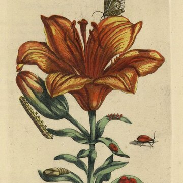 Studie Lilie mit Lilienhähnchen | © Studie von Maria Sibylla Merian:  Niedersächsische Staats- und Universitätsbibliothek Göttingen, GR 2 ZOOL VI, 2853 RARA, Abb. LXXI