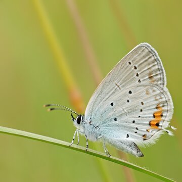 Kurzschwänziger Bläuling | © Erk Dallmeyer / piclease