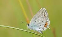 Kurzschwänziger Bläuling - ein zarter, weißer Schmetterling mit schwarzen Pünktchen | © Erk Dallmeyer / piclease