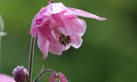 Akelei mit rosa Blüte | © Dr. Stefan Böger