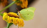 Zitronenfalter sitzt auf gelber Blüte | © Christoph Gruenfelder