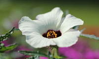 Weiße Hibiskusblüte | © Dr. Stefan Böger