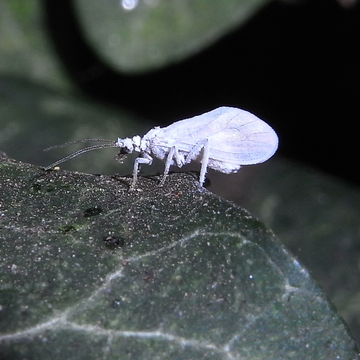 Staubhaft (conwentzia psociformis coniopterygidae) | © Leo Weltner