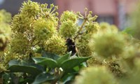 Nahaufnahme von blühendem Efeu mit den gelb-grünen  Blütendolden die viele Insekten mit Nektar und Pollen versorgen | © Dr. Stefan Böger/ RMfr