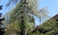 Blick in den Bürgermeistergartenmit den riesigen alten, weiß-blühenden Bäumen und Rhododendron-Büschen | © Dr. Stefan Böger