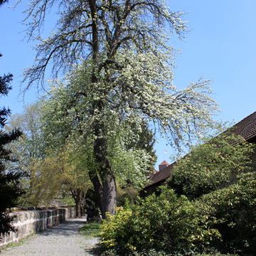 Blick in den Bürgermeistergarten | © Dr. Stefan Böger