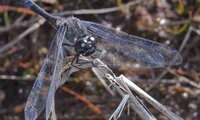 Schwarze Heidelibelle auf dem Ansitz | © Leo Weltner