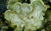 Die hellgrün-weißliche Flechte Endocarpon latzelianum ist an den Rändern wolkenähnlich geformt | © Dr. Wolfgang von Brackel