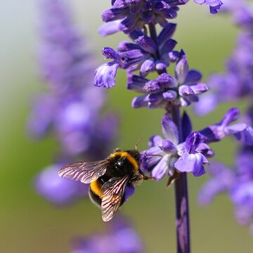 Trachtpflanzen für Hummeln im Burggarten | © Dr. Stefan Böger