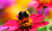 Hummel auf einer leuchtend-roten Blüte | © Dr. Stefan Böger