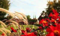 Blüten und Gräser im Burggarten | © Steve Döschner