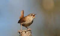 Singender Zaunkönig | © Hans-Joachim Fünfstück / piclease