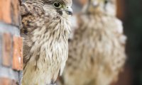 Zwei junge Turmfalken sitzen auf einem Fenstersims zwischen Backsteinmauern | © Richard Dorn - piclease 