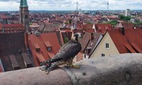 Wanderfalke sitzt auf der Brüstung der Freiung im Hintergrund das Panorama der Stadt Nürnberg | © Dr. Helmut Mägdefrau