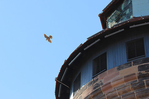 Wanderfalke im Flug; kreist über dem Dach des Sinwellturms | © Dr. Stefan Böger