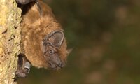 Hellbraune Fledermaus sitzt Kopfüber am Baum, von vorne-seitlich fotografiert | © Dr. Detlev Cordes