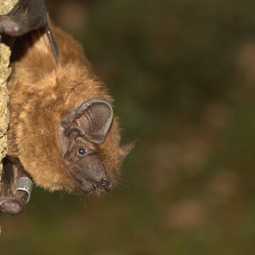 Abendsegler | © Dr. Detlev Cordes